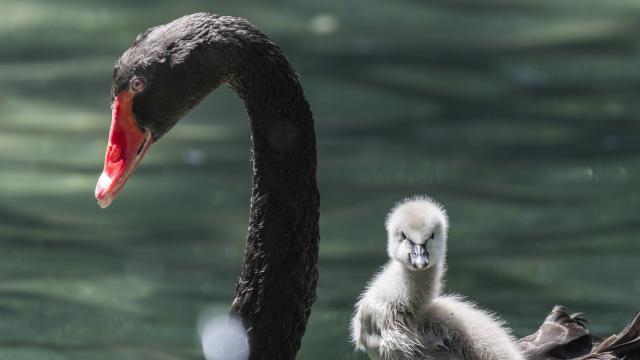 Kuğulu Park'ın yeni sakinler