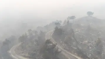 Aydın Çine'deki orman yangınında acı tablo