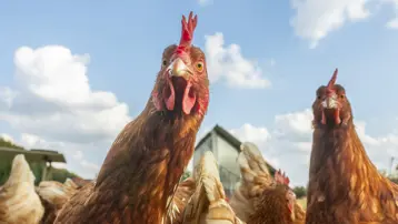 Çevreci sanılıyordu. Organik yumurtayla ilgili ezber bozan araştırma