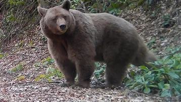 Sakarya’nın yaban hayatı fotokapanda