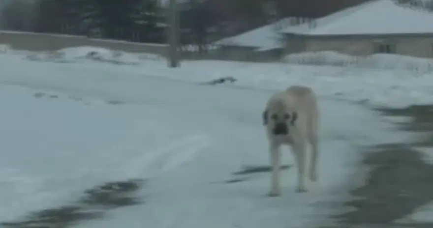 9 köpeğin saldırısına uğradı. Yargıtay 637 bin TL'lik tazminat kararını onadı 4