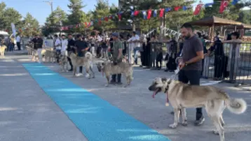 Dünyaca ünlü "Bozkırın aslanları" podyuma çıktı. Kangallar en güzel seçilmek için yarıştı