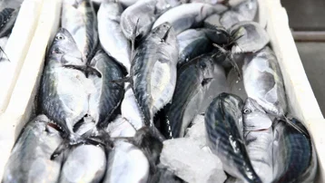 Karadeniz'de palamut bolluğu. Fiyatı 250 liraydı hızla düştü