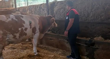 Büyükbaş hayvancılıkta sıkı denetim