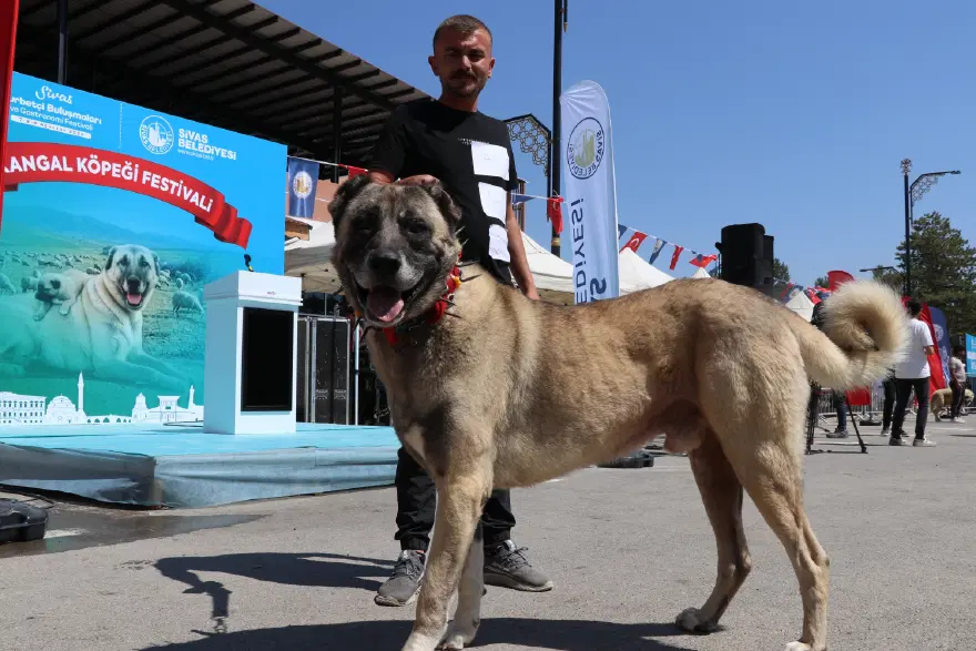 Dünyaca ünlü "Bozkırın aslanları" podyuma çıktı. Kangallar en güzel seçilmek için yarıştı