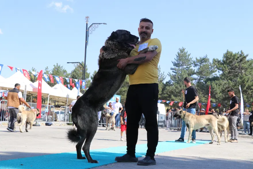 Dünyaca ünlü "Bozkırın aslanları" podyuma çıktı. Kangallar en güzel seçilmek için yarıştı 2