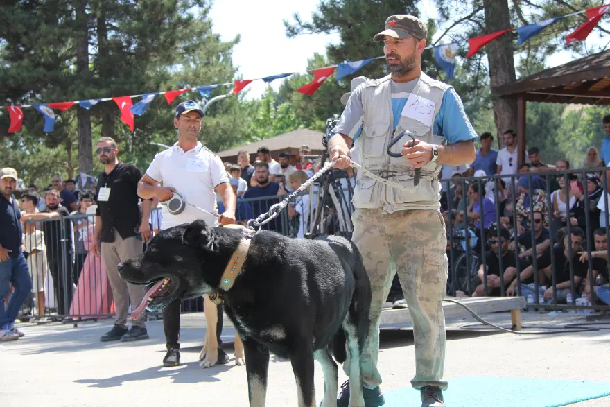 Dünyaca ünlü "Bozkırın aslanları" podyuma çıktı. Kangallar en güzel seçilmek için yarıştı 4