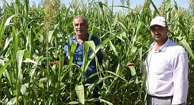 Sorgun otu hayvancılığa yeni umut oldu!