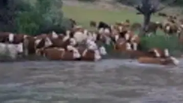 Sürü halinde suya girdiler, Kelkit Çayı’nı yüzerek geçtiler
