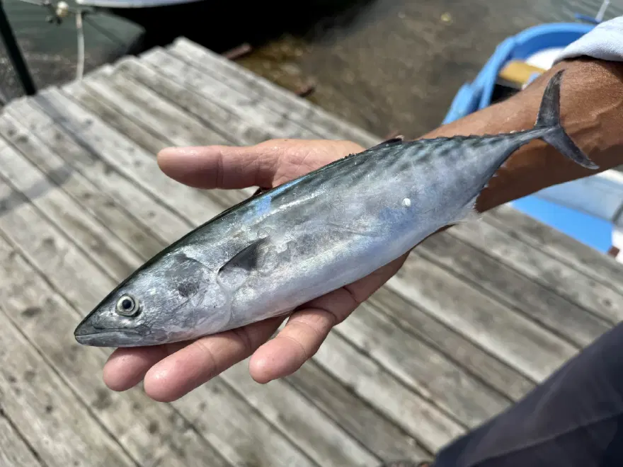 Karadeniz'de palamut bolluğu. Fiyatı 250 liraydı hızla düştü