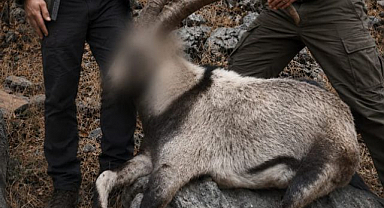 Yaban keçisi avlayanlara ceza!