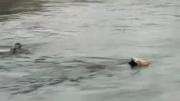 İneği kurtarmak için su kanalına atladı