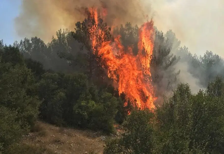 Muğla Menteşe'deki orman yangını kontrol altında