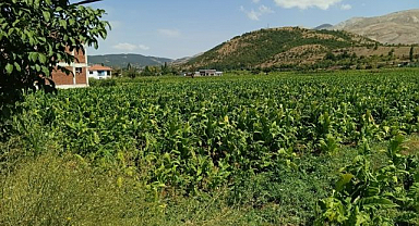 Dolu hasat öncesi vurdu! Tütünde büyük zarar