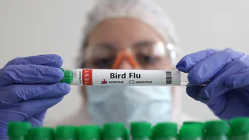 İlk kez bir memelide H5N1 kuş gribi tespit edildi