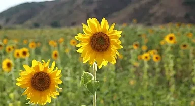 Bakanlık açıkladı: Gümrük vergisi düşüyor!
