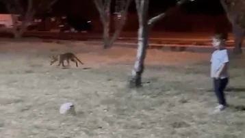 Parkta oynayan çocuğun topunu tilki çaldı