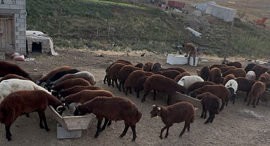 Besicilerin sonbahar mesaisi başladı