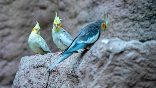 Tropikal kuşlar Antalya'da görücüye çıkıyor