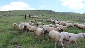 Türkiye, hayvan varlığında AB ülkelerinin tamamını geride bıraktı