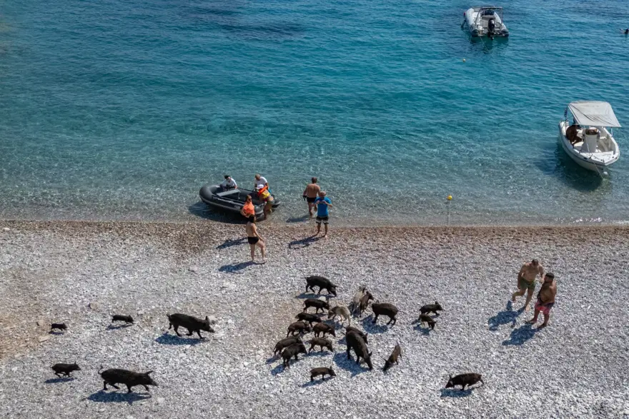 Adanın sahillerini domuzlar bastı Yunanistan turizm gelirine çevirdi 4