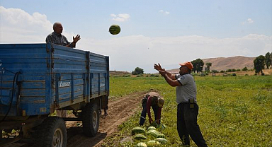 Tarladan sofraya karpuz mesaisi başladı