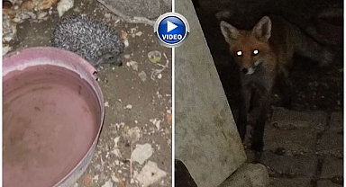 Evin önüne gelen kirpi ve tilki şaşırttı