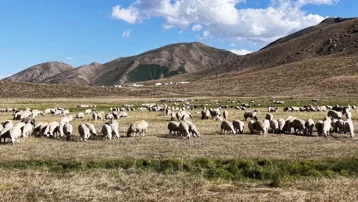 150 bin lira maaşa çoban bulamıyorlar