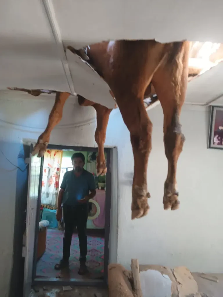 Evin çatısından boğa girdi 2
