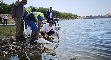 Binlerce yavru sazan gölete bırakıldı