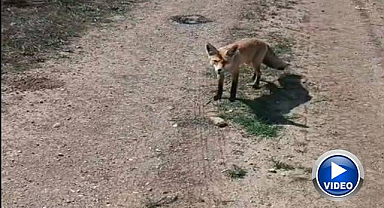 'Mazlum' adını verdiği tilki peşinden ayrılmıyor