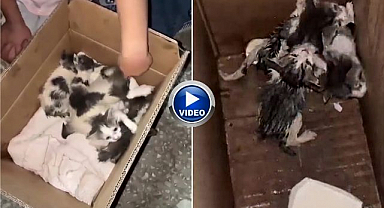 Erzurum'da terk edilen yavru kedilere mahalleli sahip çıktı!