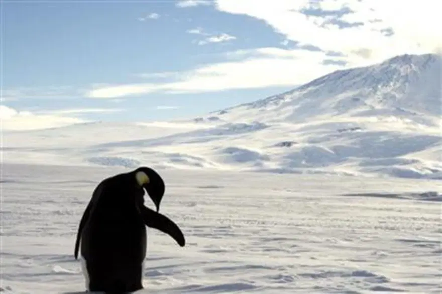 İMPARATOR PENGUENLER TEHDİT ALTINDA 2