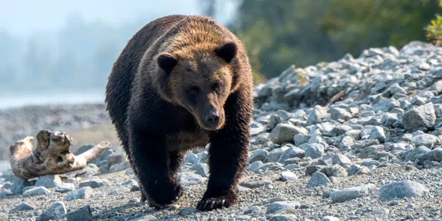 Rusya'da ayı saldırılarına soruşturma. Sayıları 300 bini aştı