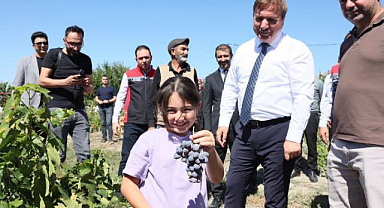 Cimin üzümünde hasat bereketi