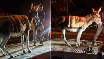 Ankara’da şaşırtan olay. Başıboş eşeği çekiciyle otoparka götürdüler