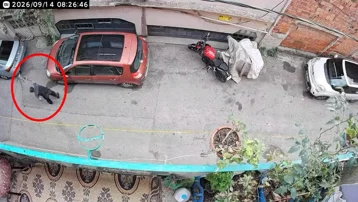Kan donduran görüntü: Alkollü adam kediye şiddet uyguladı