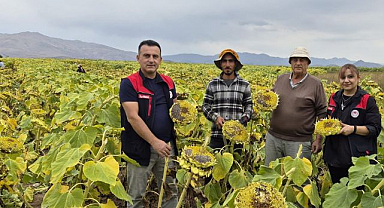 Ayçiçeği tarlalarında hasat mesaisi başladı