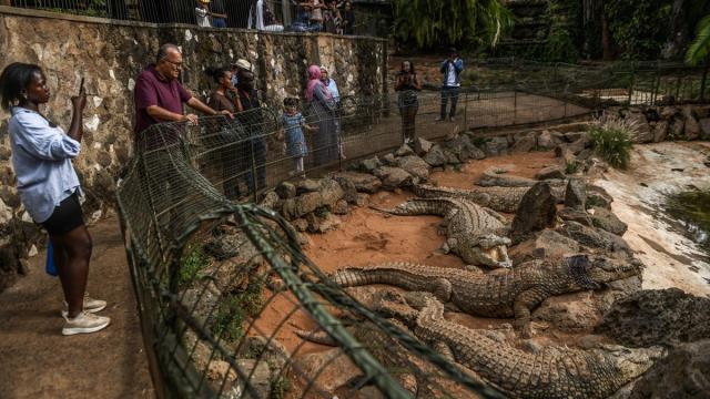 Doğu Afrika’nın en büyük timsah çiftliği "Mamba Village"