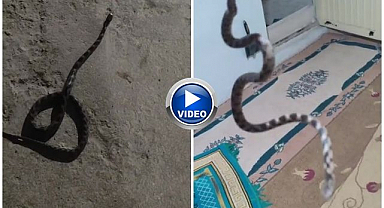 Evde gördükleri karşısında şoke oldular!
