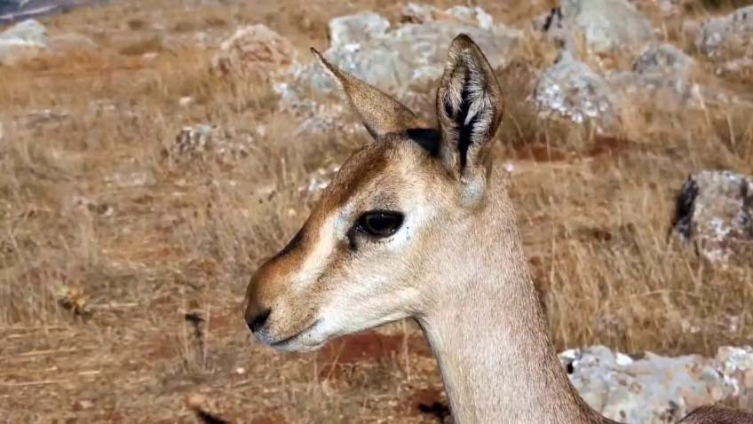 Dağ ceylanlarının yaşam alanını izinsiz süren kişiye 699 bin lira ceza