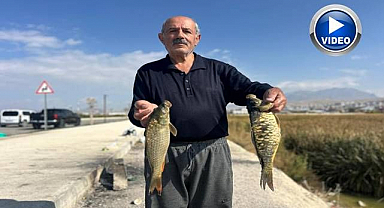 Amatör balıkçıların aynalı sazan mesaisi