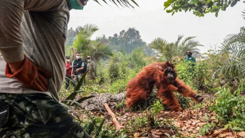 Endonezya'yı saran orman yangınlarında orangutanları kurtarmak için zamanla yarış