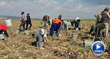 Patates tarlalarında ekmek mücadelesi