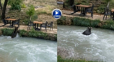 İnsanları görünce suya atladı! Yavru ayının kaçışı kamerada