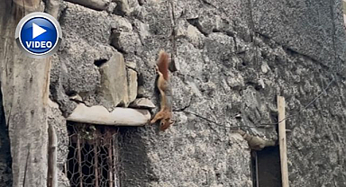 Sevimli misafir kameralara yakalandı