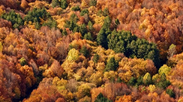 1764 metre rakımlı Yellice Dağı'nda sonbahar güzelliği